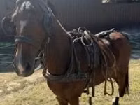 Hengst, Hackney horse — Foto 3