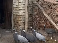 Pearl Grey — foto 2