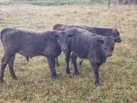 公牛, Galloway cow — 照片 2