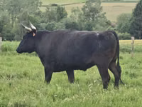 Vaca, Wagyu — foto 6