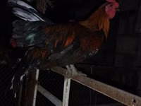 Chickens — Foto 3