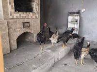 Chickens — 写真 5
