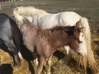Caballo, Gypsy horse — foto 3