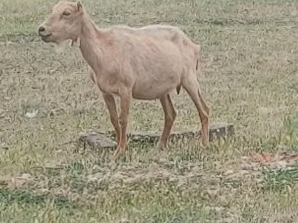 雄ヤギ, Alpine goat