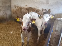 Banteng, Simmental cattle — foto 2