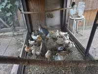 ダッチ バンタム — 写真 2