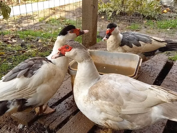 Canard musqué domestique