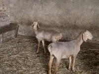 Oveja, Hissar sheep — foto 1