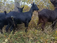 Goat, Murcia-Granada goats — photo 4