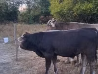 Toro, Raza carpatiana marrón — foto 1