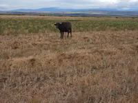 Vache, Buffle africain — photo 1
