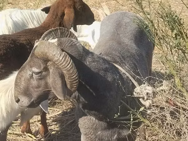 كبش, Arabi sheep