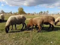 Oveja, Tsigai sheep — foto 2