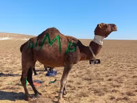 Chameau, Arvana camel — photo 2