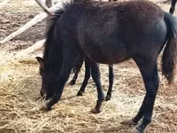 Cheval, Welsh Mountain Pony — photo 2