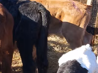Cattle (batch, sex not specified), Simmental cattle — photo 4