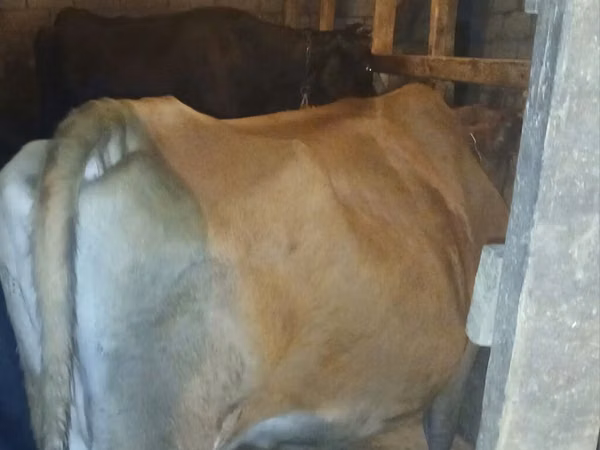 بقرة, الياك البري