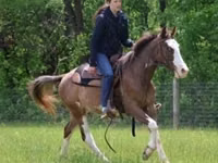 Kuda jantan, Pinto horses — foto 6