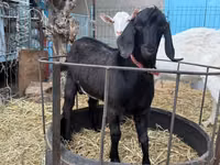 Cabra, Beetal goats — foto 2