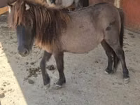 Kuda betina, Shetland Pony — foto 7