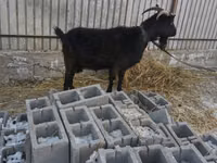 Ziege, Czech Brown Shorthaired goats — Foto 2
