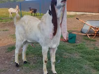 Boucs, Gulabi goats — photo 5