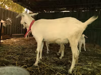 Ziegen (Partie, Geschlecht nicht angegeben), Pomellata goat — Foto 6
