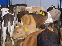 मवेशी (लॉट, लिंग निर्दिष्ट नहीं), Simmental cattle — फ़ोटो 4
