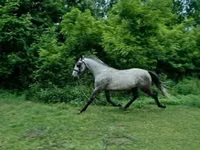 Caballo, Lipizzaner — foto 1