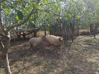 雄羊, Tsigai sheep — 写真 2