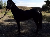 Chevaux (lot, sexe non indiqué), American shetland pony — photo 5