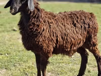 Domba jantan, Sheep — foto 1