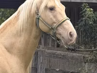 Caballo, Rocky Mountain Horse — foto 4