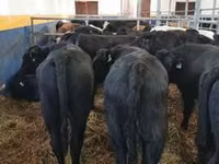 Cow, Holstein breed — photo 7