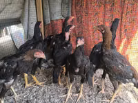Chickens — 写真 1