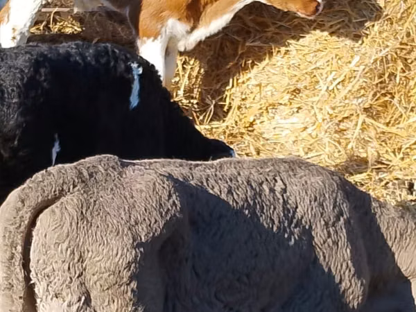 मवेशी (लॉट, लिंग निर्दिष्ट नहीं), Simmental cattle