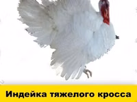 Chickens — photo 2