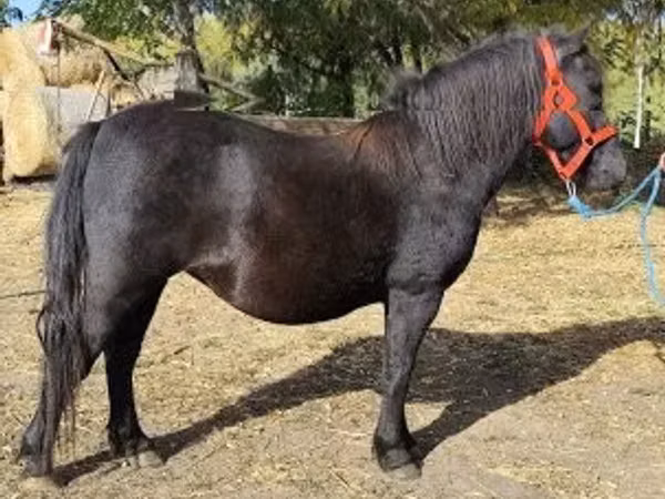 Jument, Chevaux