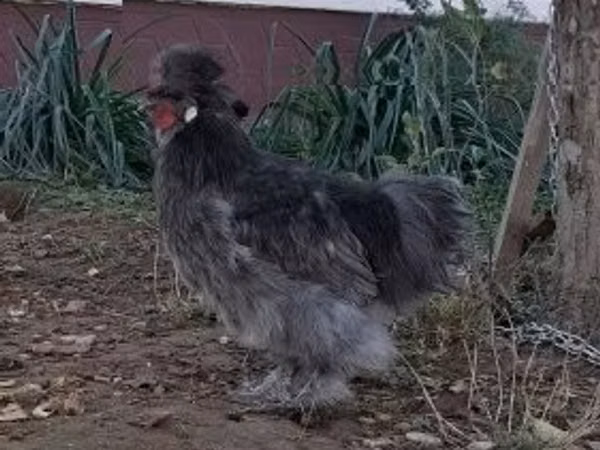 Silkie