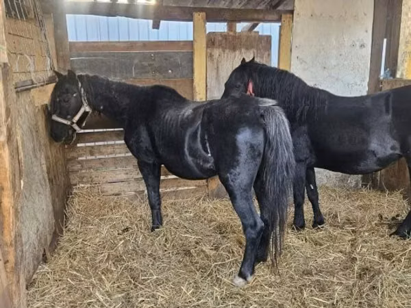 Jument, Chevaux