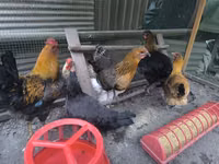 Chickens — 写真 1