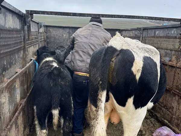 Kuh, Russian Black pied cattle