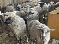Ram, White Suffolk sheep — photo 3