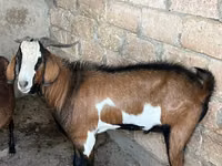Ziegenbock, Nubian Goat — Foto 1