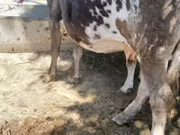 Sapi, Alatau breed — foto 3