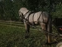 Caballo, Lipizzaner — foto 5