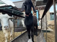 Cabra, Beetal goats — foto 5