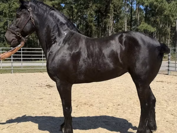 雌馬, Percheron