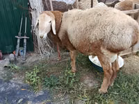 Bélier, Rhon sheep — photo 2