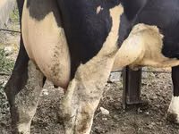 Sapi, Russian Black pied cattle — foto 8